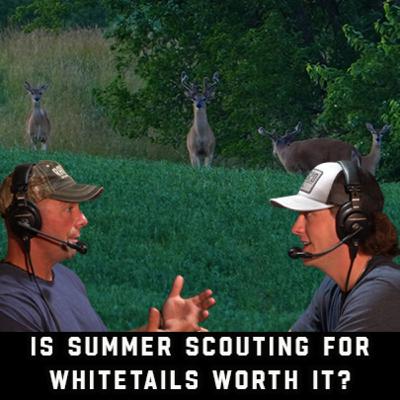 Is Summer Scouting For Whitetails Worth It?