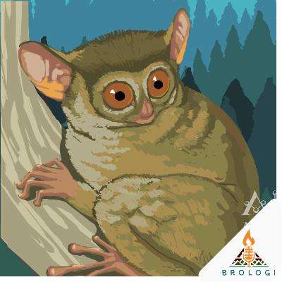 Episode 1: Tarsius - bagian 1 Episode 1: Tarsius - bagian 1