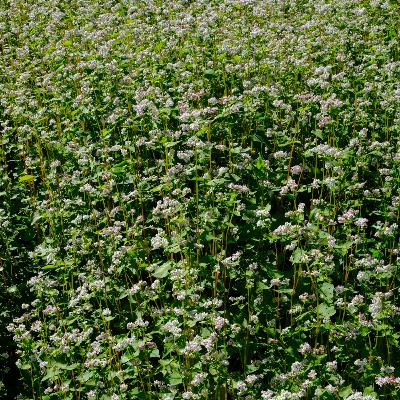 תרגול בסיס | 15 דק של מיינדפולנס