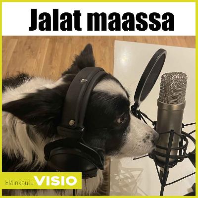 Reaktiivisen koiran kanssa eläminen