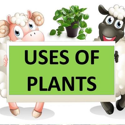Uses of Plants- Grade 4(EVS)