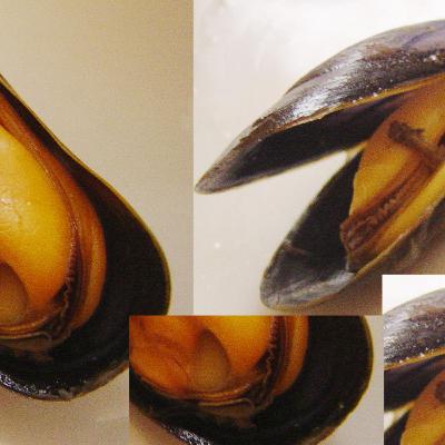 hoje há conquilhas, amanhã não sabemos