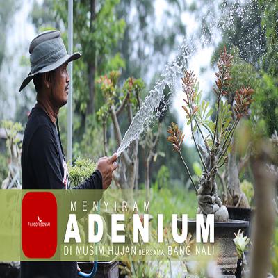 Cara Menyiram Adenium Saat Hujan
