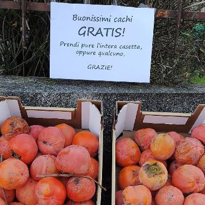 Cachi gratis a bordo strada: la generosità che salva il raccolto Cachi gratis a bordo strada: la generosità che salva il raccolto