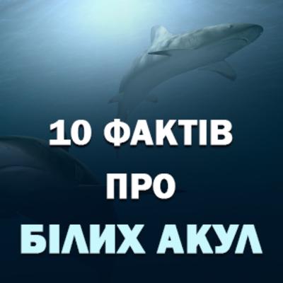 10 фактів про білих акул🦈