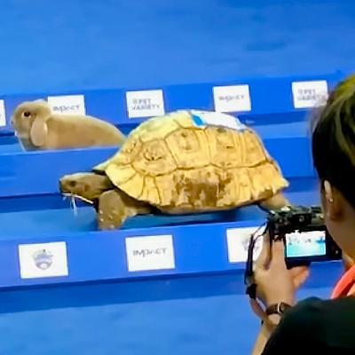 Which Came Last: the Tortoise or the Onion Unraveling into Nothingness?