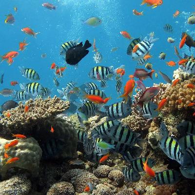 #42 - Coral Restoration with special guest Amélie Carraut