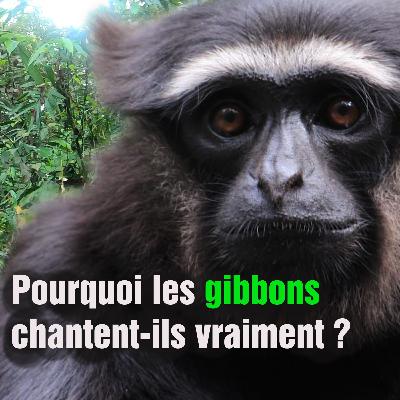 [Ep8] Connaissez vous le singe chanteur ?