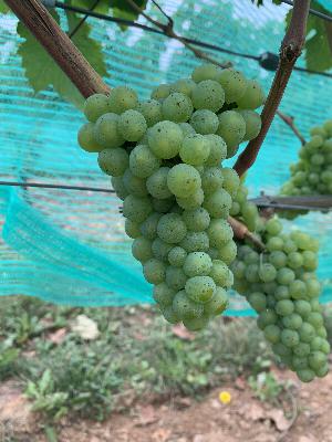 Episode 53-Sauvignon Blanc Day