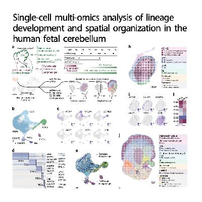 619-Landscape of Human Fetal Cerebellar Development