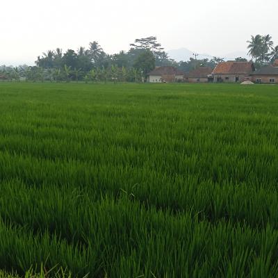 Yuu kenalan sama BPP Pabuaaran