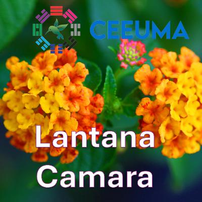 Lantana Camara