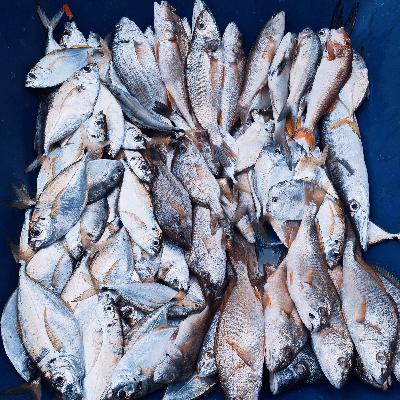 BONUS: ¡Aún dicen que el pescado es caro! BONUS: ¡Aún dicen que el pescado es caro!