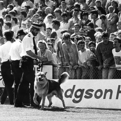 Αυτό με το δάγκωμα ενός σκύλου που έσωσε την Τόρκι