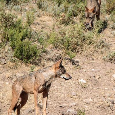 Último censo del lobo ibérico Último censo del lobo ibérico