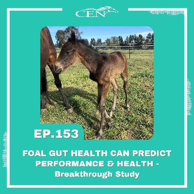 Ep. 153 | FOAL GUT HEALTH CAN PREDICT PERFORMANCE & HEALTH – Breakthrough Study