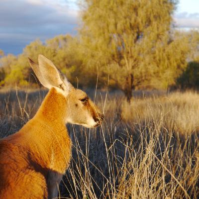 WILD - PODCAST ANIMALIERS # 168 - LA FAUNE ET LA FLORE AUSTRALIENNE