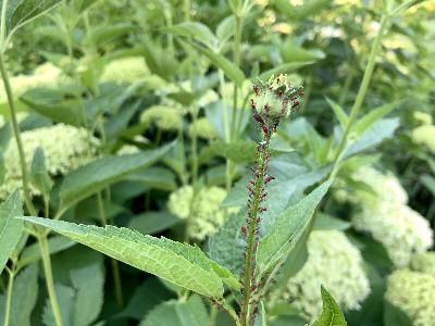 How to remedy buggy flowers, dried-out lilacs and sad plum trees