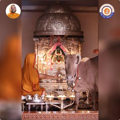 What is the significance of appearance of a cow amidst a puja? | Spiritual talk with SriSamsthana What is the significance of appearance of a cow amidst a puja? | Spiritual talk with SriSamsthana