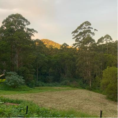 Winter Dawn and Koala's at Dusk