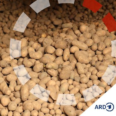Kartoffeln werden massenhaft vernichtet - was ist los?