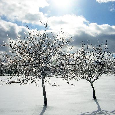 "Diamond in The Trees"-  A Message From the Sovereign Grand Commander