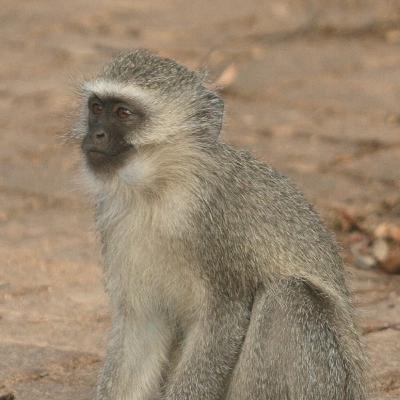 The Old Naturalist on Safari The Old Naturalist on Safari