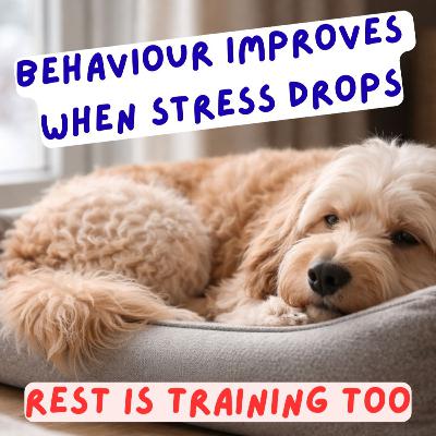 Episode #2.51 - Why Rest Days Matter for Dogs: Reduce Stress, Improve Behaviour & Build Calm