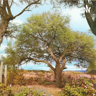 La leyenda del algarrobo de la justicia y los suplicios