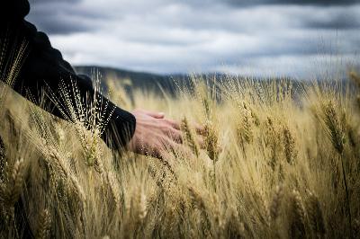 Food Security in a Turbulent World Food Security in a Turbulent World