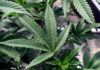 Medicinal cannabis benefits fall short of expectations, new study finds Medicinal cannabis benefits fall short of expectations, new study finds