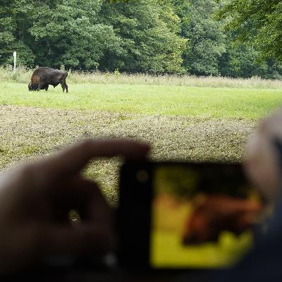 Podcast Krajoznawczy: Szkodniki w Puszczy Podcast Krajoznawczy: Szkodniki w Puszczy