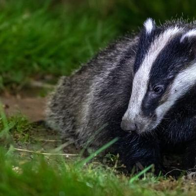 Badgers culled in Ireland due to the spread of TB