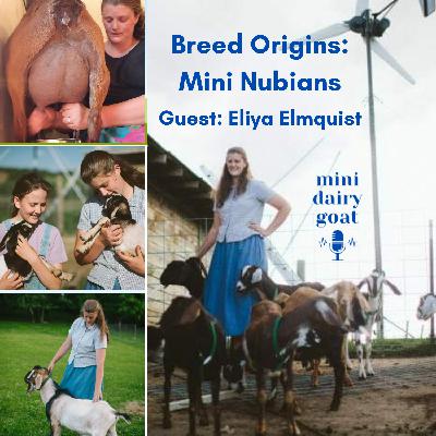 Breed Origins: Mini Nubians Breed Origins: Mini Nubians