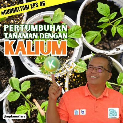 Peran Kalium Sebagai Unsur Hara Makro Bagi Tanaman | CurHatTani #46