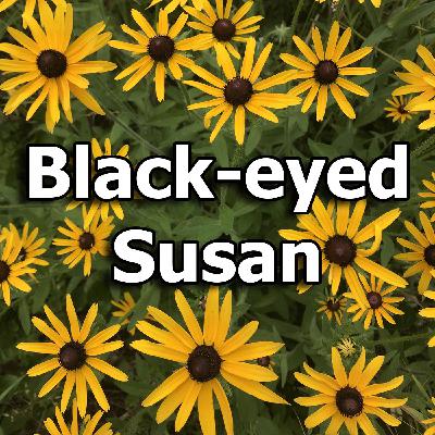 Black-eyed Susan: A must-have for the pollinator garden