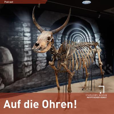 Die Münchner Ochsenmumie