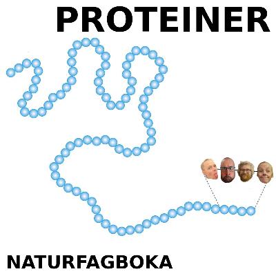 Proteiner