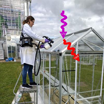 Greenhouse paint boosts usable light for plants Greenhouse paint boosts usable light for plants