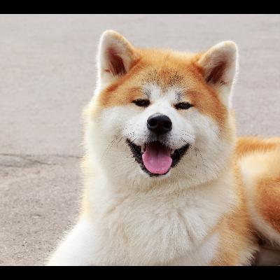 Pennsylvania Akita Owners Embrace Hip & Joint Supplements