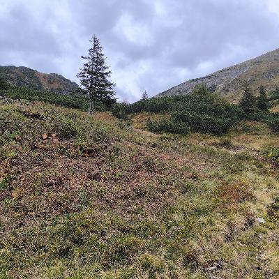 Folge 156: Almmosaik: Wie Natur und Landwirtschaft gemeinsam Zukunft schaffen Folge 156: Almmosaik: Wie Natur und Landwirtschaft gemeinsam Zukunft schaffen