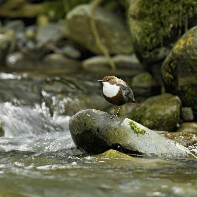 Sound Escape 246. Kingfisher calls and dipper song on the rushing river Sound Escape 246. Kingfisher calls and dipper song on the rushing river
