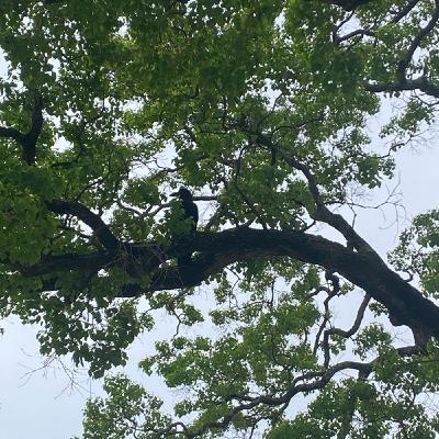 カラスのカー君　朝のお散歩で出会いました。取り留めもないホリスティックなつぶやき