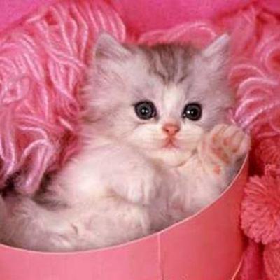 Episode #12.2 - The Kitty Cat Song Episode #12.2 - The Kitty Cat Song