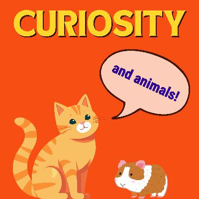 Can Pets Be Curious? How About Wild Chimps?