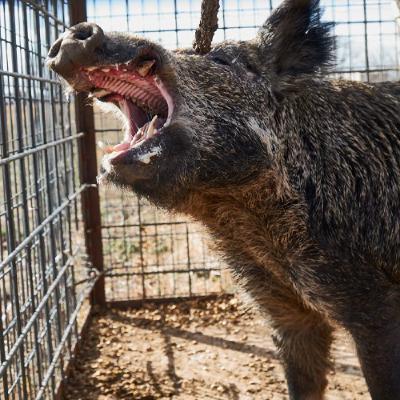 How To Catch A Wild Pig 7-19-25