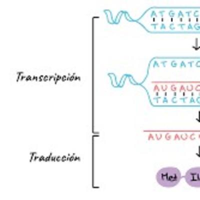 TRADUCCIÓN Y TRANSCRIPCIÓN DEL ADN
