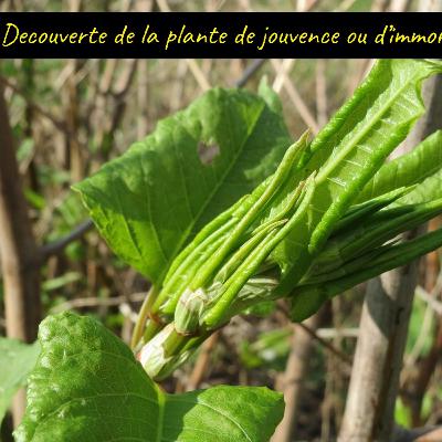 Découverte de la plante de jouvence ou d’immortalité ? Découverte de la plante de jouvence ou d’immortalité ?