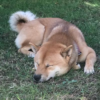 Mein Hund❤️🥰😍🐕