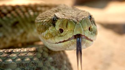 La serpiente en un estandarte